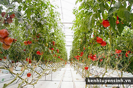 Ngành Công nghệ sản xuất rau, hoa, quả và Tiếp thị QT - Hà Lan